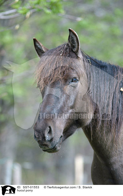 hucul pony / SST-01553