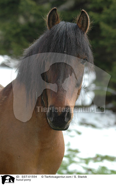hucul pony / SST-01554