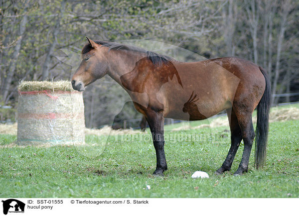 hucul pony / SST-01555