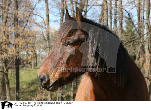 Carpathian pony Portrait / PM-02759