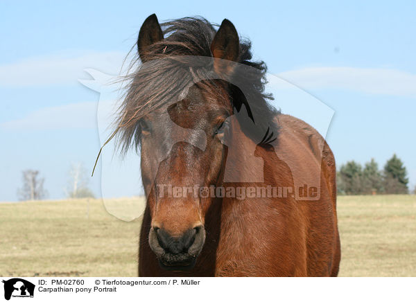 Carpathian pony Portrait / PM-02760