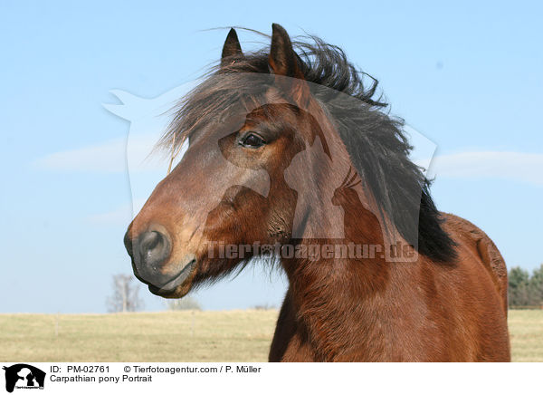 Huzule Portrait / Carpathian pony Portrait / PM-02761