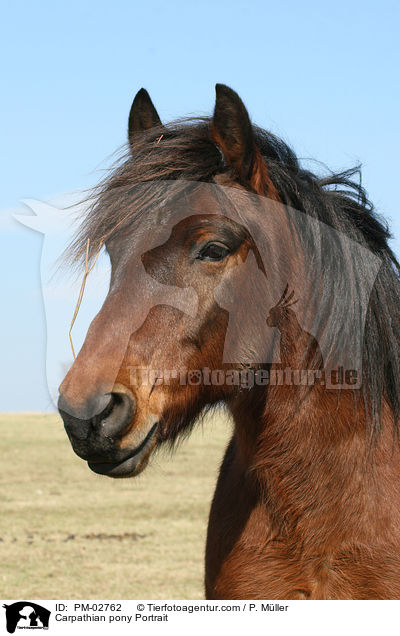 Carpathian pony Portrait / PM-02762