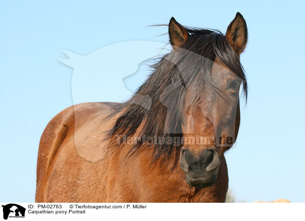 Carpathian pony Portrait / PM-02763