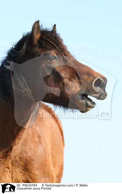 Carpathian pony Portrait / PM-02764