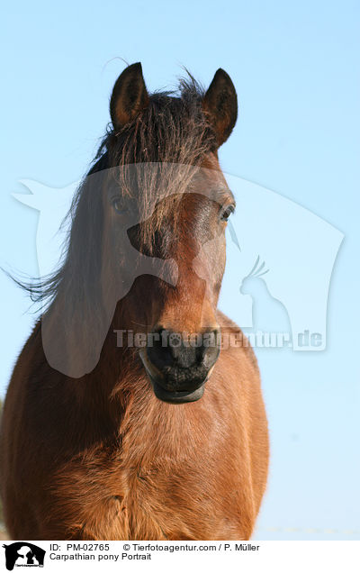 Carpathian pony Portrait / PM-02765