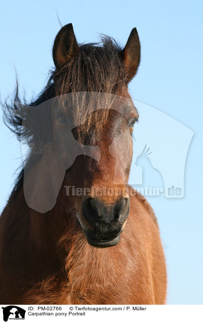 Huzule Portrait / Carpathian pony Portrait / PM-02766