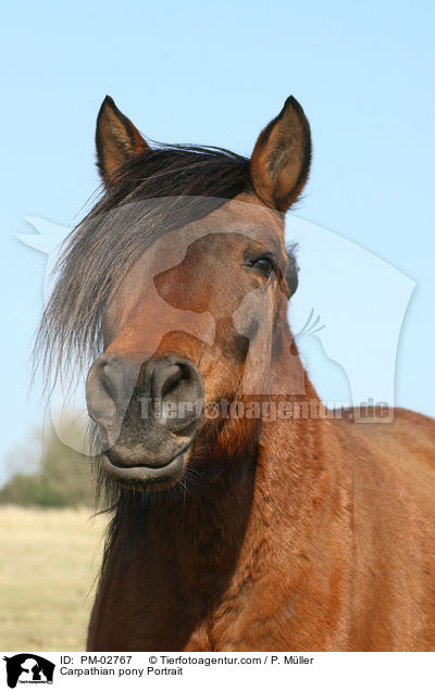 Carpathian pony Portrait / PM-02767