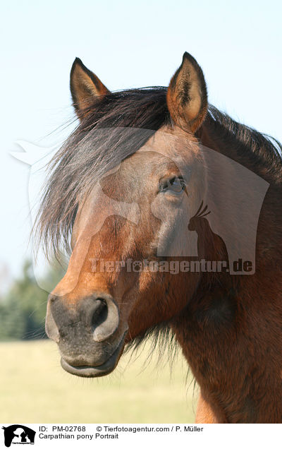 Carpathian pony Portrait / PM-02768