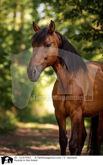 Huzule im Wald / Huzule in the forest / VJ-01443