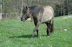 hucul pony