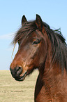 Carpathian pony Portrait