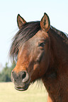 Carpathian pony Portrait