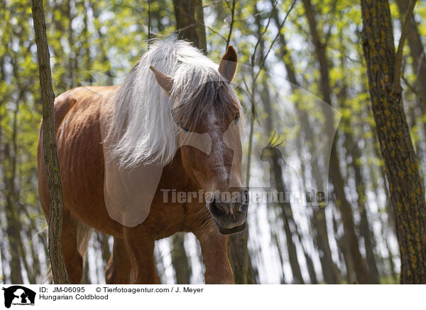 Hungarian Coldblood / JM-06095