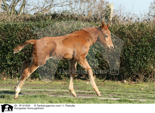 Ungarisches vollblut / Hungarian thoroughbred / IP-01935