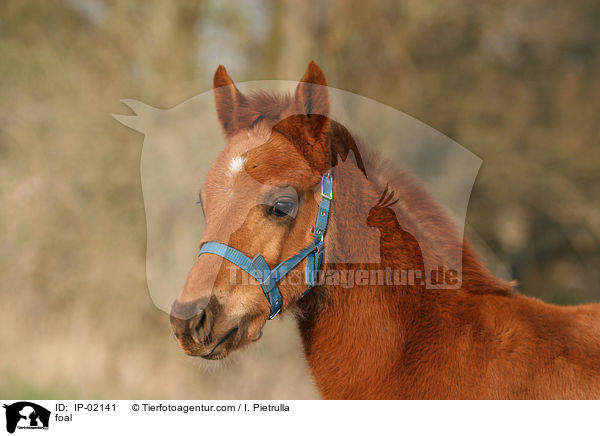 Ungarisches Vollblut Fohlen / foal / IP-02141