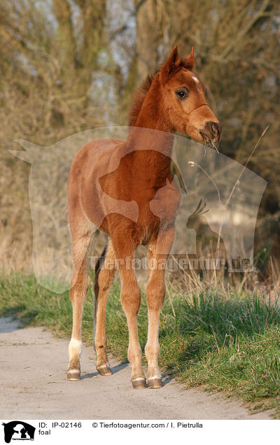 Ungarisches Vollblut Fohlen / foal / IP-02146