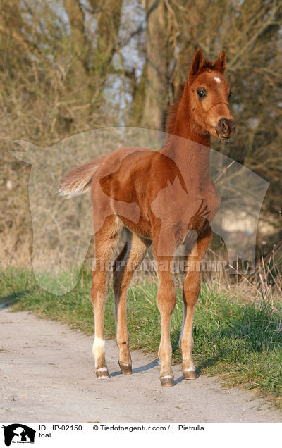 Ungarisches Vollblut Fohlen / foal / IP-02150
