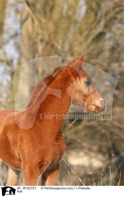 foal / IP-02151