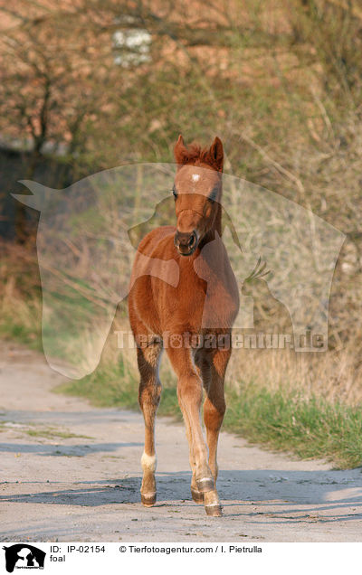 Ungarisches Vollblut Fohlen / foal / IP-02154