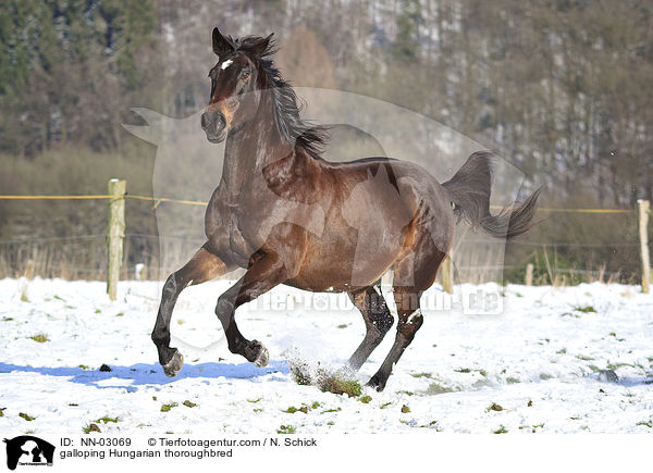galloping Hungarian thoroughbred / NN-03069