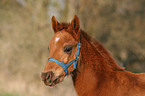 foal