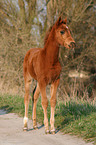 foal