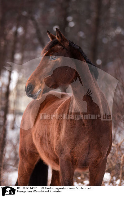 Hungarian Warmblood in winter / VJ-01417