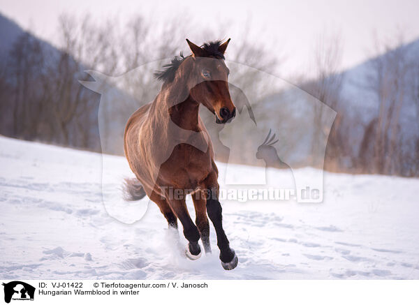 Hungarian Warmblood in winter / VJ-01422