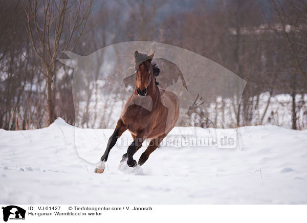 Hungarian Warmblood in winter / VJ-01427