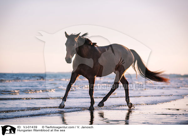 Ungarisches Warmblut am Meer / Hungarian Warmblood at the sea / VJ-01439
