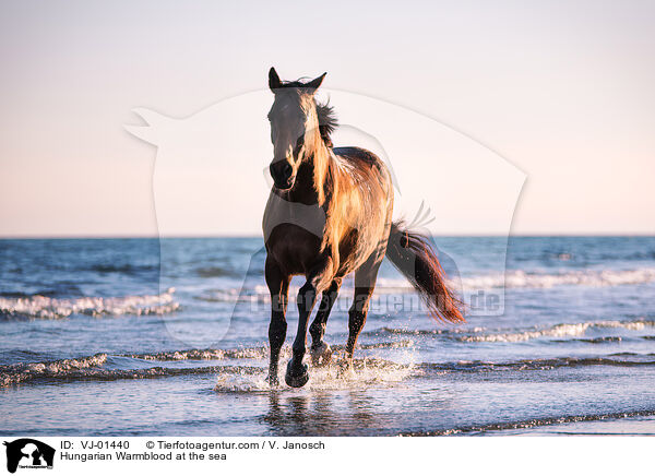 Ungarisches Warmblut am Meer / Hungarian Warmblood at the sea / VJ-01440