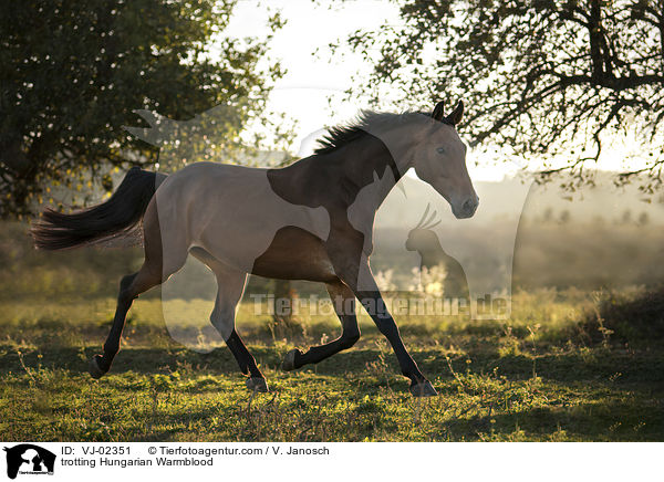 trotting Hungarian Warmblood / VJ-02351