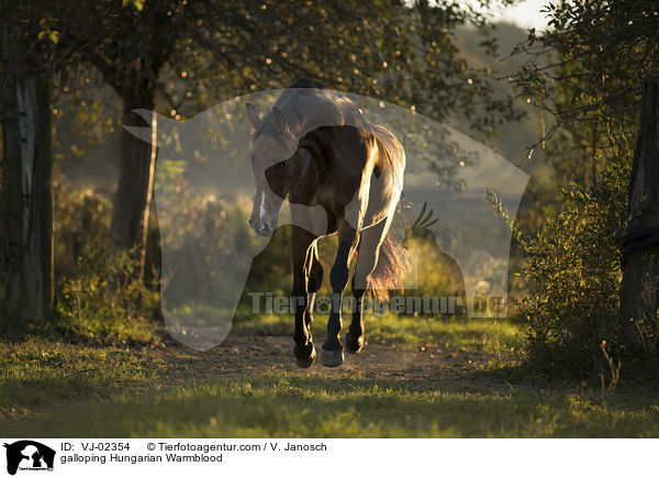 galloping Hungarian Warmblood / VJ-02354