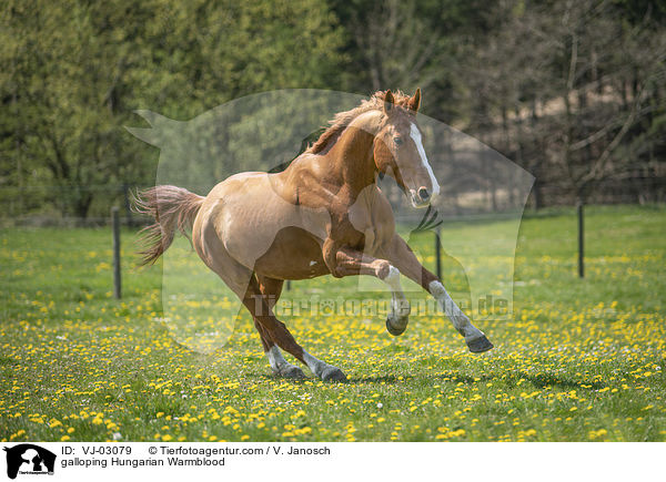 galoppierendes Ungarisches Warmblut / galloping Hungarian Warmblood / VJ-03079
