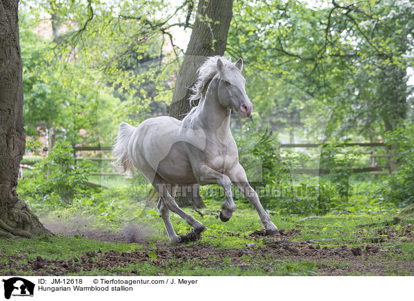 Ungarisches Warmblut Hengst / Hungarian Warmblood stallion / JM-12618