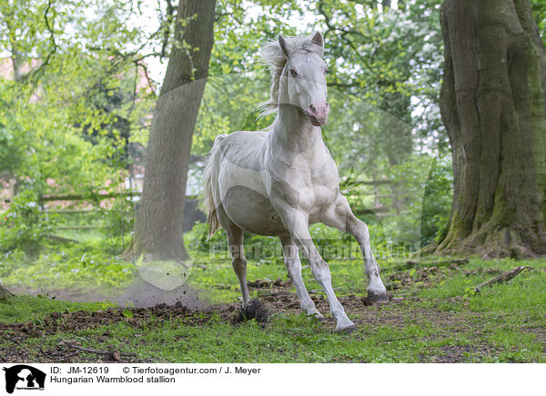 Ungarisches Warmblut Hengst / Hungarian Warmblood stallion / JM-12619