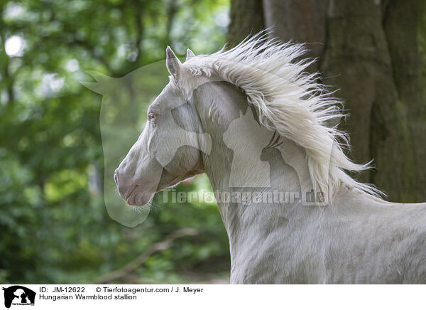 Hungarian Warmblood stallion / JM-12622