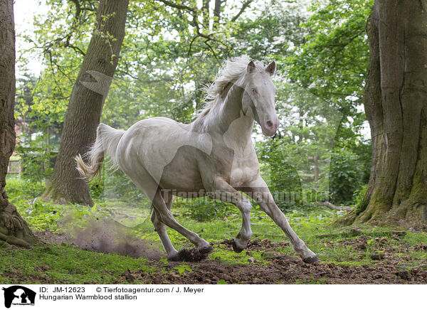 Hungarian Warmblood stallion / JM-12623