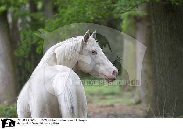 Hungarian Warmblood stallion / JM-12624