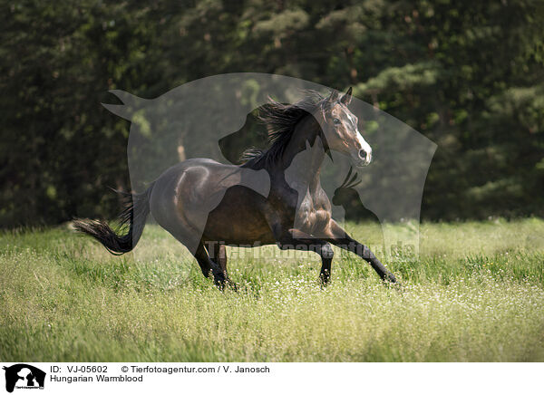 Ungarisches Warmblut / Hungarian Warmblood / VJ-05602
