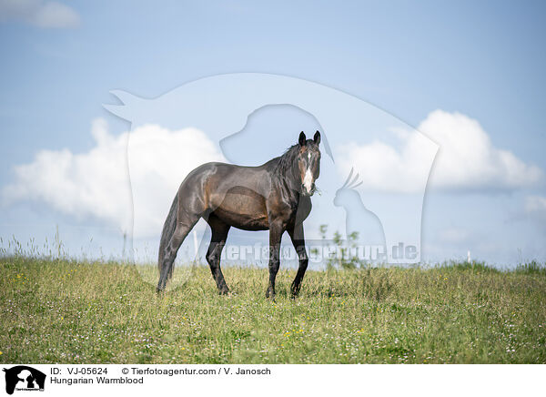 Ungarisches Warmblut / Hungarian Warmblood / VJ-05624