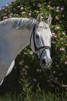 Hungarian Warmblood portrait