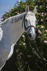 Hungarian Warmblood portrait