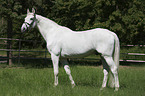 standing Hungarian Warmblood