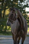 Hungarian Warmblood Portrait