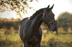 Hungarian Warmblood Portrait