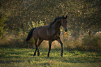 trotting Hungarian Warmblood