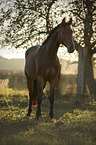 Hungarian Warmblood