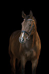 Hungarian Warmblood Portrait